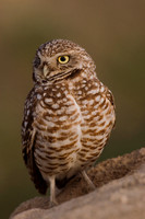 BWOL00069-Burrowing-Owl