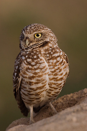 BWOL00069-Burrowing-Owl