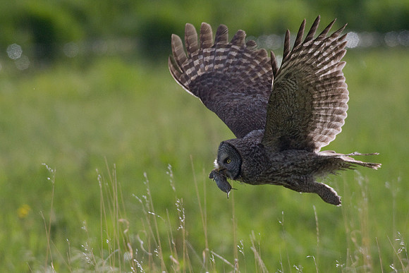 GGO00084-Great-Gray-Owl