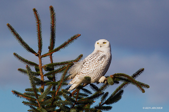 Snowy Owl - SO00933