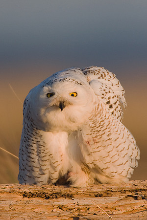 SO00090-Snowy-Owl-(female)
