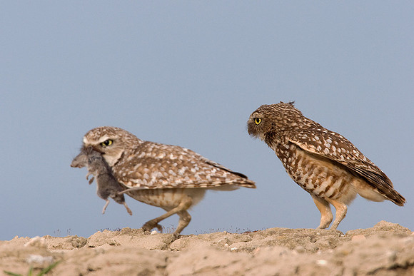 BWOL00261-Burrowing-Owl