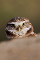 Burrowing Owl - BWOL00078