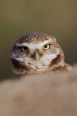 Burrowing Owl - BWOL00078