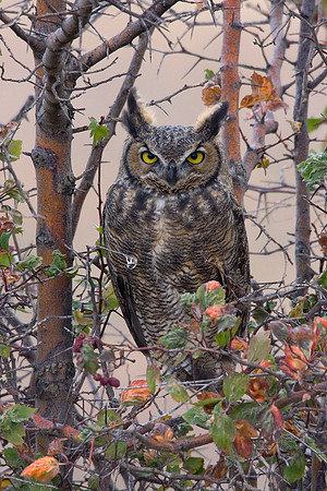Great Horned Owl - GHO00129