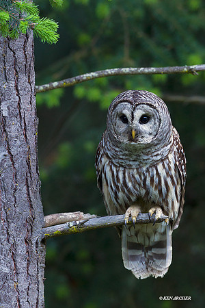 BDOL00003 Barred Owl