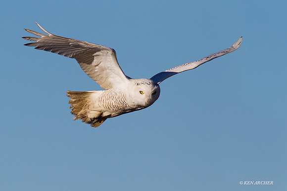 SO01346 Snowy Owl