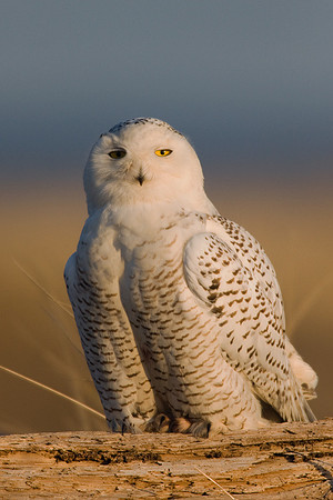 SO00069-Snowy-Owl-(female)
