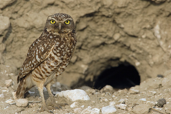 BWOL00268-Burrowing-Owl