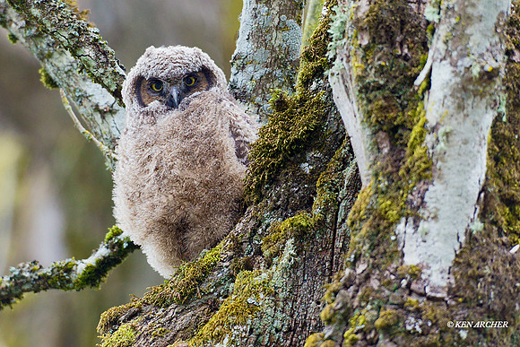 Great-horned Owl - GHO00485