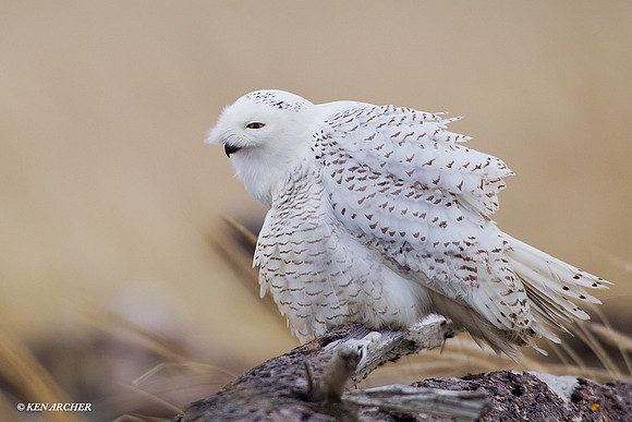 SO01499 Snowy Owl