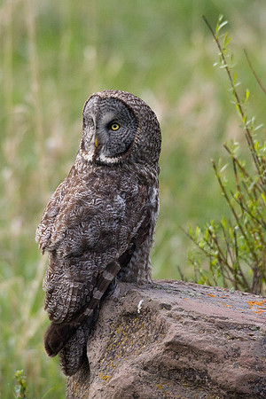GGO00011-Great-Gray-Owl