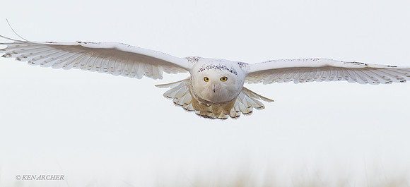Snowy Owl - SO01014