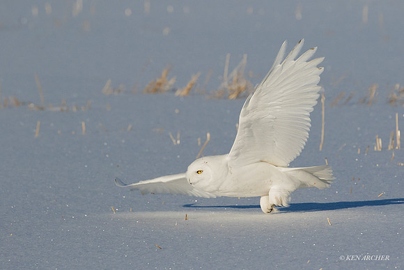 SO03253 - Snowy Owl