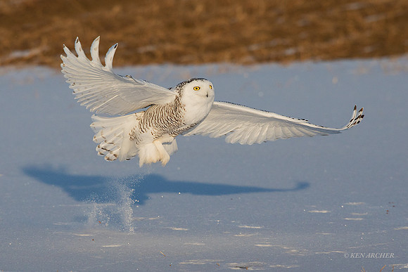 SO03147 - Snowy Owl