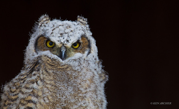 GHO00298 - Great-horned Owl
