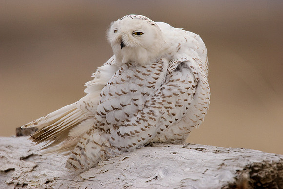 SO00137-Snowy-Owl-(female)