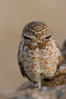 BWOL00035-Burrowing-Owl