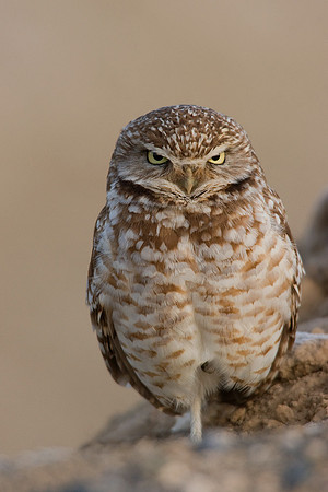 BWOL00035-Burrowing-Owl