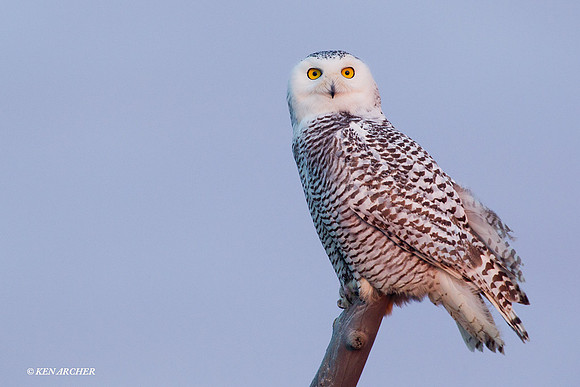 SO01159 Snowy Owl
