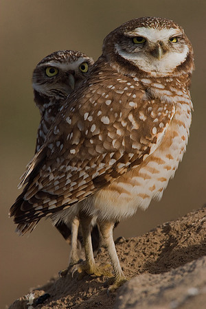 BWOL00129-Burrowing-Owl