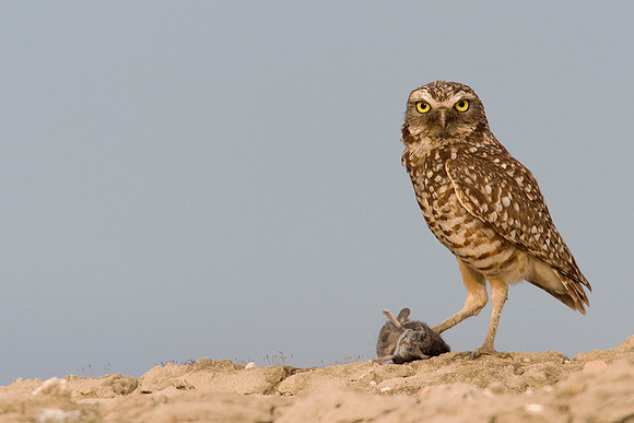 BWOL00255-Burrowing-Owl