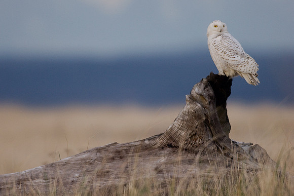 SO00210-Snowy-Owl-(female)