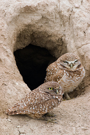 BWOL00163-Burrowing-Owl