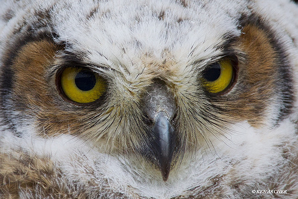Great-horned Owl, fledgling - GHO00311