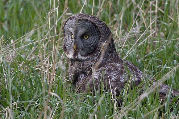 GGO00091-Great-Gray-Owl