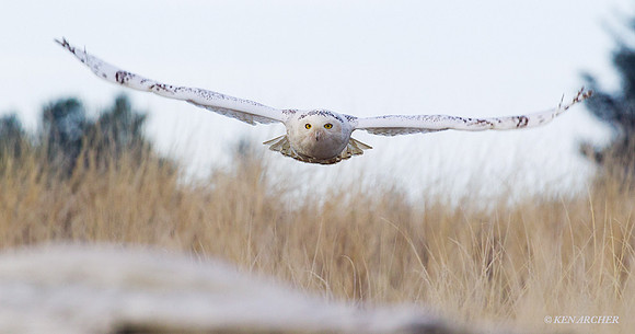 SO01011 Snowy Owl