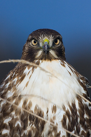 RTHK00559 Red-tail Hawk