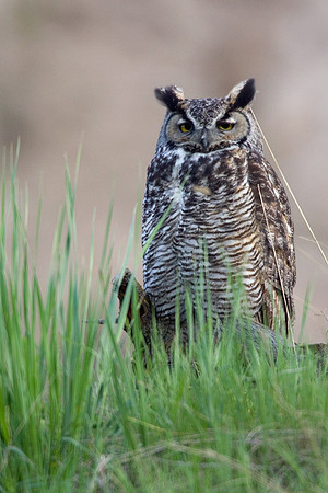 Great Horned Owl - GHO00048