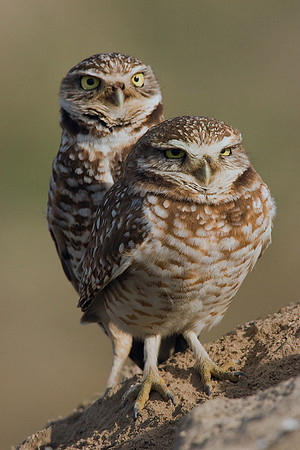 Burrowing Owl Pair - BWOL00136