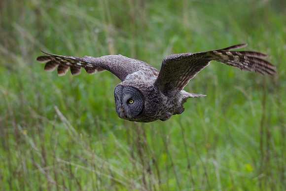 Great Gray Owl - GGO00001