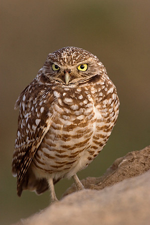BWOL00059-Burrowing-Owl