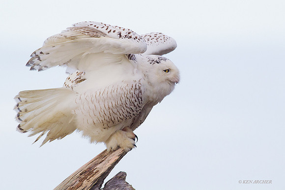 SO00998 Snowy Owl