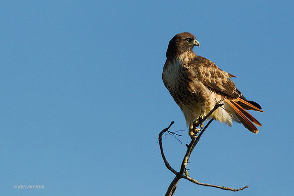 RTHK00899 - Red-tail Hawk