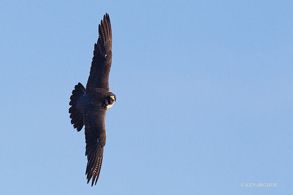 NMPF00177 - Peregrin Falcon