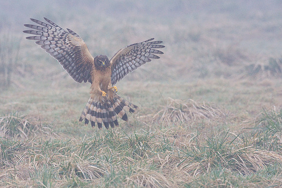 NHR00233-Northern-Harrier