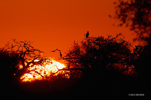 Caracara Sunrise ARRP00328