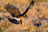 Northern Harrier - NHR00147
