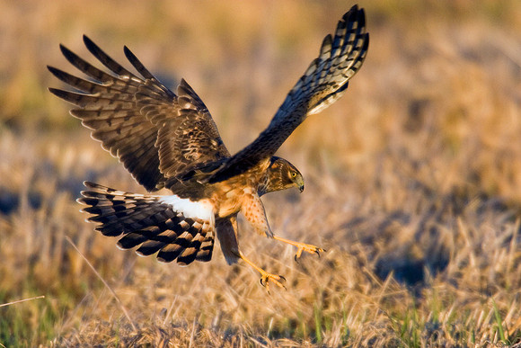 Northern Harrier - NHR00147