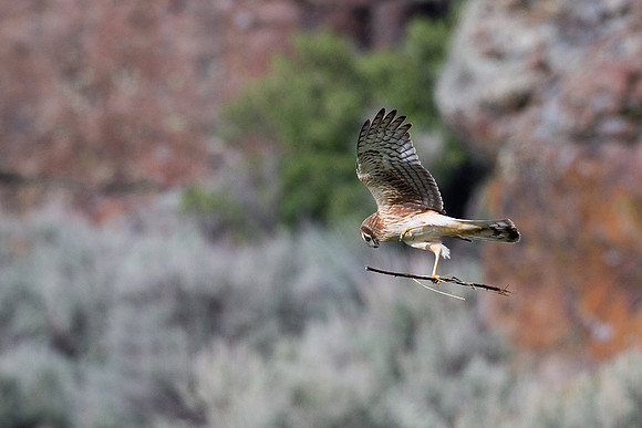 NHR00271-Northern-Harrier