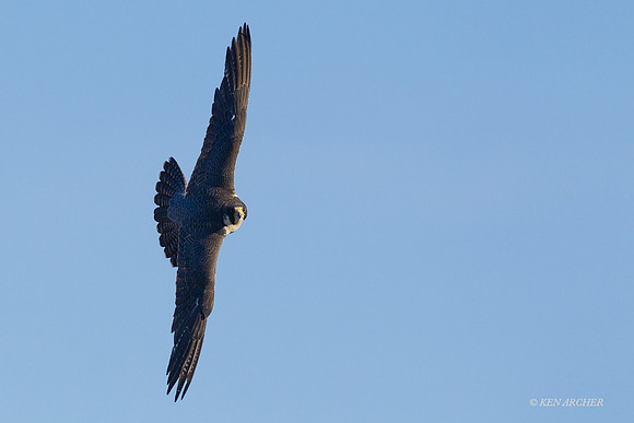 NMPF00178 - Peregrin Falcon