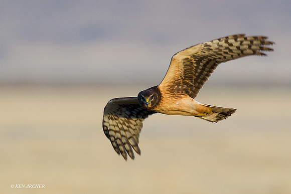 Northern Harrier - NHR00406