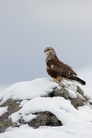 RLHK00004-Rough-legged-Hawk