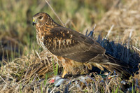 Northern Harrier - NHR00132