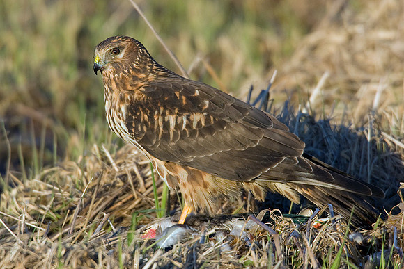 Northern Harrier - NHR00132
