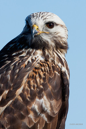 RLHK00138 Rough-leggedl Hawk